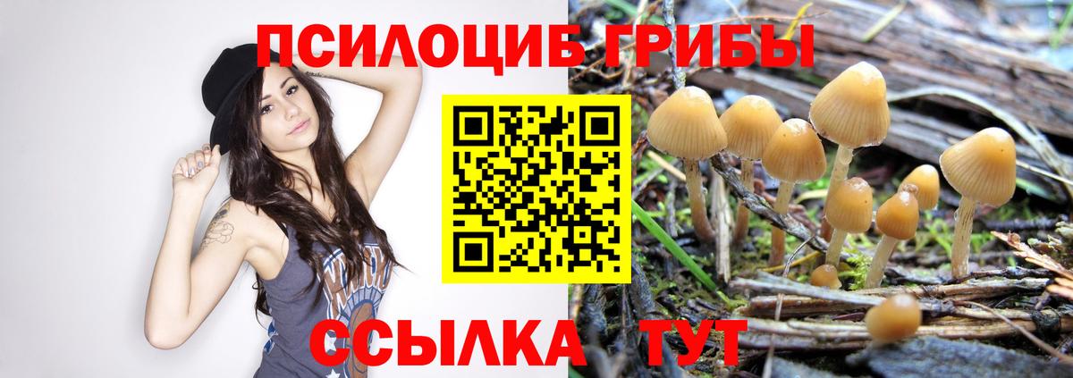 Стрежевой  Псилоцибиновые грибы Psilocybe  Вход с VPN 